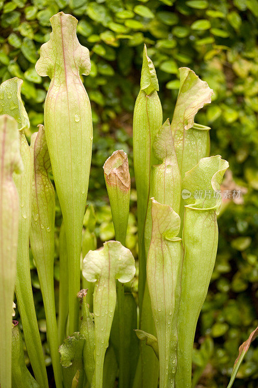 猪笼草(Sarracenia purple)